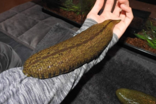A sanguessuga gigante da Amazônia de 46 centímetros
