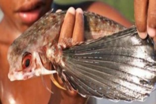 Peixe voador existe? Pescador flagra peixe planando em alto mar