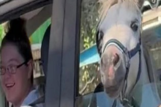 Cavalo é flagrado dentro de carro em lanchonete do Mcdonalds