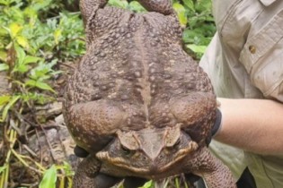 Sapo gigante é encontrado em floresta na Austrália