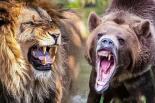 Leão vs urso: Quem vence essa batalha?