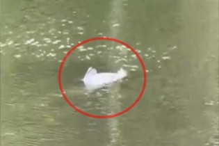 Criatura misteriosa é flagrada nadando em lago de parque nos EUA