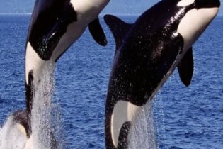 Descubra 5 fatos incríveis sobre as orcas