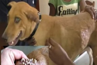 Que insano! Mais de 100 larvas são retiradas de cachorro