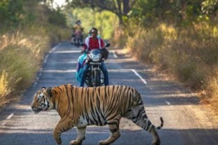 Por que ha tantos ataques de tigres na Índia