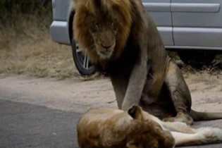 Leões em acasalamento causam engarrafamento em estrada na África do Sul