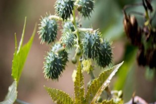 Descubra 10 plantas venenosas que podem te matar