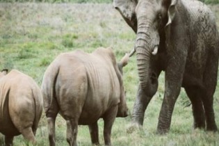 A intensa batalha entre um elefante furioso e uma mamãe rinoceronte