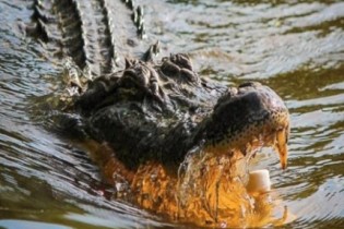 Homem luta com jacaré para salvar cachorro