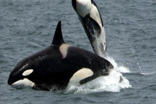 Orcas afundaram 3 barcos  e podem estar ensinando outras a fazer o mesmo