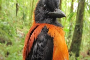 Vocês conhecem o pitohui? o primeiro pássaro venenoso descoberto pela ciência!