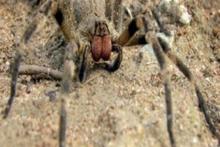 Descubra as 3 aranhas mais perigosas do Brasil