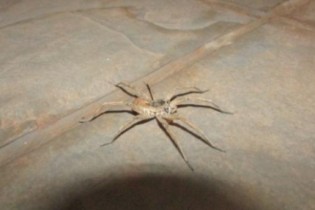 Descubra outras aranhas que podem ser perigosas e que podem viver na sua casa