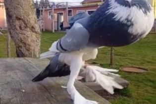 O pombo mutante de pernas longas e peito estufado