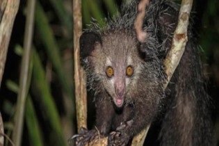 Vocês conhecem o aye-aye? O animal mais bizarro do mundo!