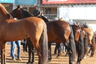 Exposição Nacional do Cavalo Mangalarga Marchador garante diversão para as crianças