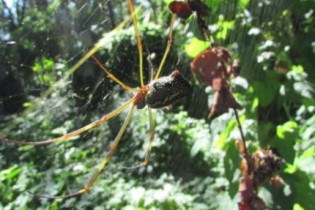 A maior teia do mundo! conheça a aranha tecedeira dourada