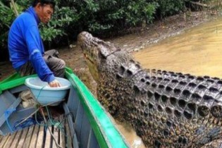 Pescador na Indonésia mantém amizade com crocodilo gigante por 26 anos