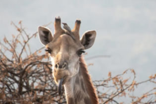 Quem é o animal que quando nasce despenca? 10 curiosidades que você não sabia!