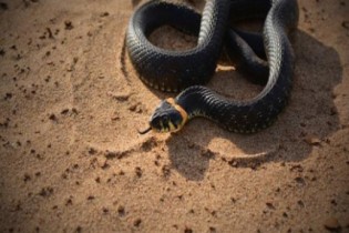 Como as cobras se locomovem?