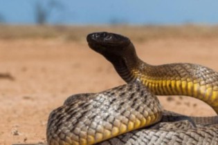 As 5 cobras mais venenosas do mundo