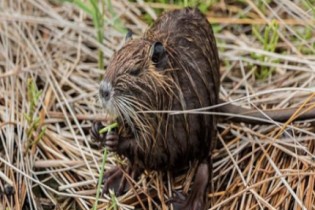 Descubra os 5 animais arquitetos da natureza