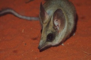 Vocês conhecem o rato-canguru? Um dos roedores mais resistentes do mundo!