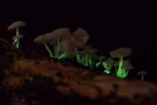 Cogumelos que brilham no escuro? Descura o mágico fenômeno da bioluminescência!