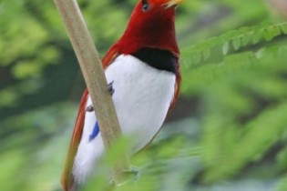 Descubra as mais belas e raras aves-do-paraíso