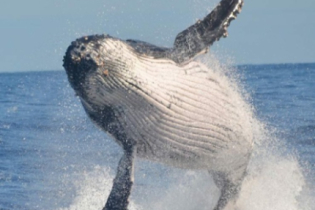 Baleia gigantesca engole duas mulheres em vídeo chocante
