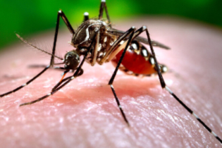 Curiosidades que você não sabia sobre o mosquito da Dengue