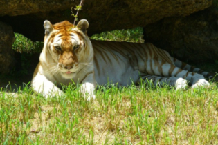 A beleza única do tigre dourado