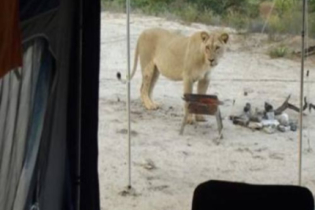 Casal acampando na África do Sul acordou com leões lambendo sua barraca