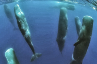 O Fascinante Comportamento do Sono Vertical das Baleias Cachalotes