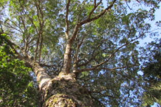 Qual a diferença entre conservação e preservação do meio ambiente?