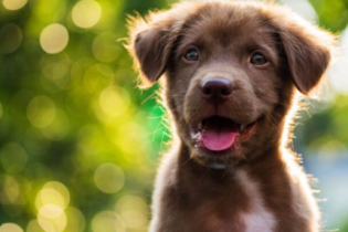 Animais podem ter autismo?