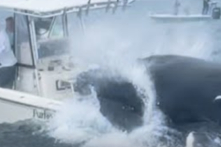 Baleia-jubarte salta e vira barco de pesca; assista